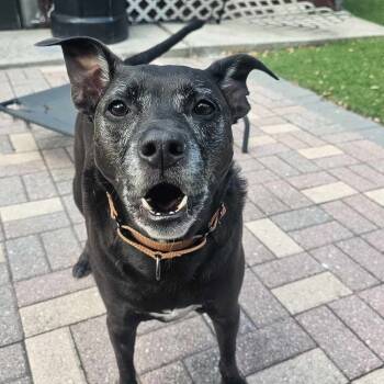 Labrador Retriever Dogs Available for Adoption in Largo, Florida - ELLIE - Foster/Fospice Or Adopter Needed | PetCurious