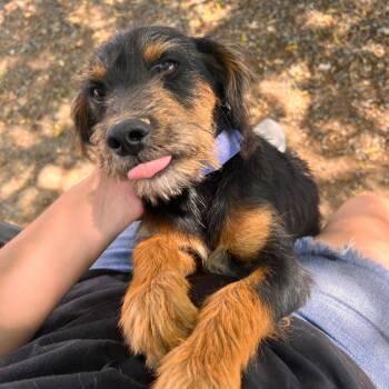 Puddles - Delta -  Terrier Dog for Adoption in Ridgway, Colorado - Puddles - Delta | PetCurious