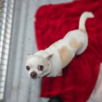 Lucky -  Chihuahua Dog for Adoption in Huntsville, Alabama - Lucky | PetCurious