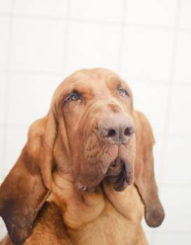 Rosie -  Bloodhound Dog for Adoption in Pontiac, Michigan - Rosie | PetCurious
