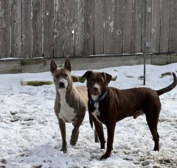 JACKSON -  Labrador Retriever and Pit Bull Terrier Dog for Adoption in Richmond, Texas - JACKSON | PetCurious