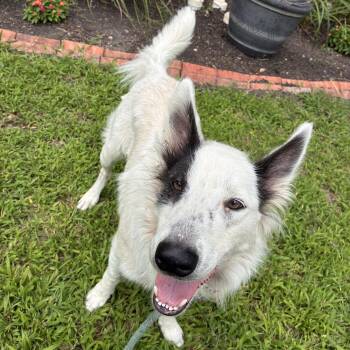 Sven -  Border Collie and Labrador Retriever Dog for Adoption in Boerne, Texas - Sven | PetCurious