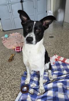 Miles -  Australian Shepherd and Mixed Breed Dog for Adoption in Westland, Michigan - Miles | PetCurious