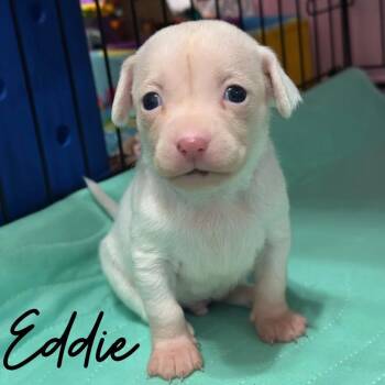 Mixed Breed Dogs Available for Adoption - Eddie | PetCurious