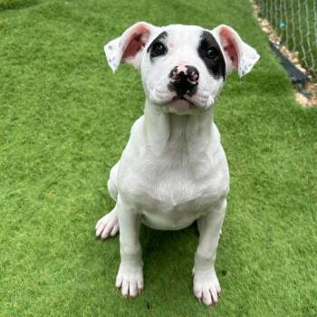 Terrier Dogs Available for Adoption in Semmes, Alabama - Gretta | PetCurious