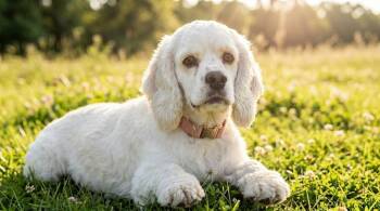KIARA -  Cocker Spaniel Dog for Adoption in Dallas, Texas - KIARA | PetCurious