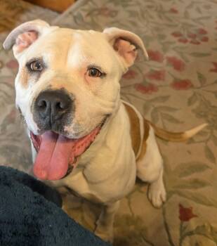 Ruthless -  Boxer and Pit Bull Terrier Dog for Adoption in Henderson, Nevada - Ruthless | PetCurious