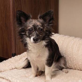 Sake -  Mixed Breed Dog for Adoption in Hailey, Idaho - Sake | PetCurious