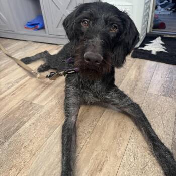 Rescue German Wirehaired Pointer Dogs for Adoption - Edward | PetCurious