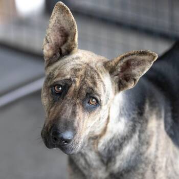 Lucia (S26-108) -  German Shepherd Dog and Mixed Breed Dog for Adoption in Peyton, Colorado - Lucia (S26-108) | PetCurious