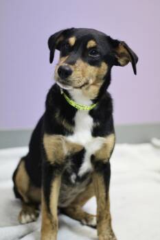 Coconut in NH. Come Meet our Adoptable Dogs Wednesday-Saturday.  -  Hound Dog for Adoption in Manchester, New Hampshire - Coconut In NH. Come Meet Our Adoptable Dogs Wednesday-Saturday.  | PetCurious