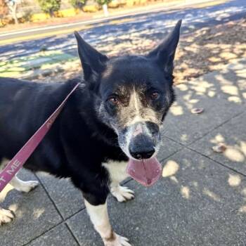 Rescue Border Collie Dogs for Adoption in Richmond, California - LASSI | PetCurious
