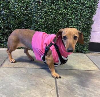 61659243 -  Dachshund Dog for Adoption in El Paso, Texas - 61659243 | PetCurious