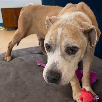 Doggy Paddle 14380 -  Pit Bull Terrier Dog for Adoption in San Francisco, California - Doggy Paddle 14380 | PetCurious