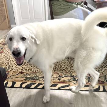 Murphy -s -  Great Pyrenees and Golden Retriever Dog for Adoption in Sequatchie, Tennessee - Murphy -s | PetCurious