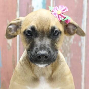 Black Mouth Cur and Mixed Breed Dogs Available for Adoption in Casa Grande, Arizona - Etta Aka Yuki | PetCurious