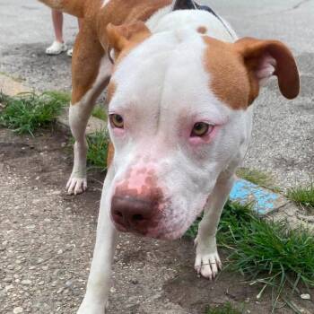 Sir Duke Stray Hold 8/20 -  Mixed Breed Dog for Adoption in Huntington, West Virginia - Sir Duke Stray Hold 8/20 | PetCurious