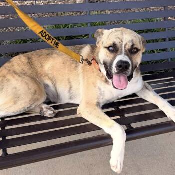 Kermit -  Black Mouth Cur and Mixed Breed Dog for Adoption in Corpus Christi, Texas - Kermit | PetCurious