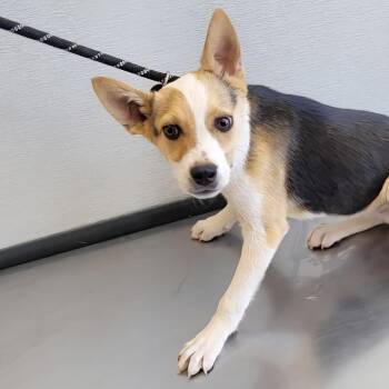 Mixed Breed Dogs Available for Adoption in Las Cruces, New Mexico - Pickles | PetCurious