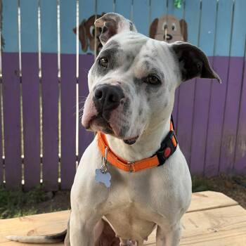 Louise -  Staffordshire Bull Terrier Dog for Adoption in Westland, Michigan - Louise | PetCurious