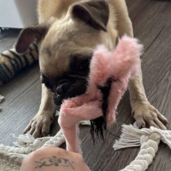 Pug and Chihuahua Dogs Available for Adoption in Seattle, Washington - Delilah | PetCurious