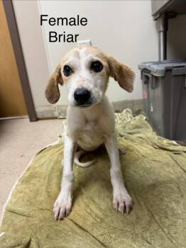 Briar -  Hound Dog for Adoption in West Union, Ohio - Briar | PetCurious