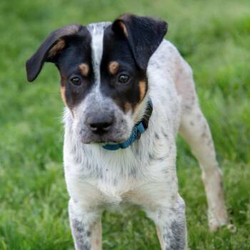 Australian Shepherd and Mixed Breed Dogs Available for Adoption in Nashville, Tennessee - Waldo | PetCurious