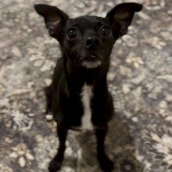 Chihuahua Dogs Available for Adoption - Petite Noir | PetCurious
