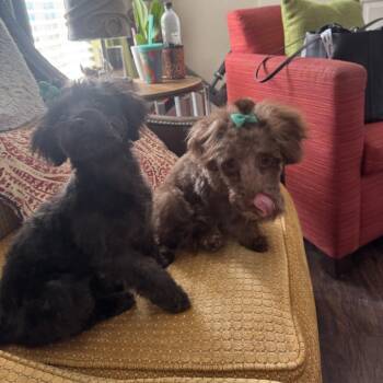 Shih Tzu and Poodle Dogs Available for Adoption - Bella | PetCurious