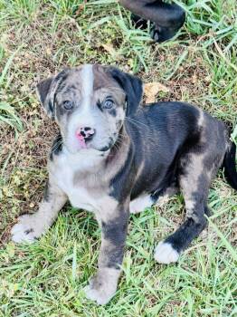 Kit -  Catahoula Leopard Dog and Boxer Dog Available for Adoption in Kimberlin Heights, Tennessee - Kit | PetCurious