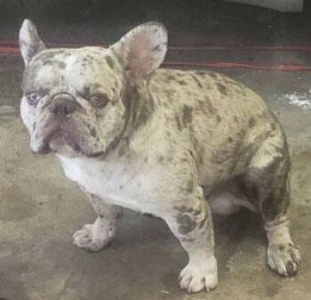 Arthur -  French Bulldog Dog for Adoption in Claremore, Oklahoma - Arthur | PetCurious