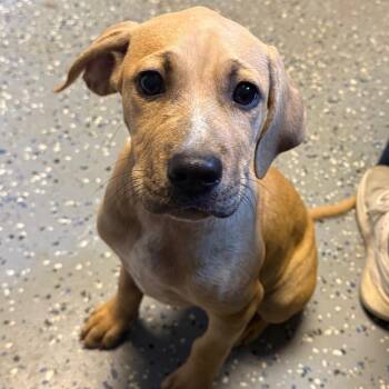 TUSC-Stray-85048_2 -  Hound and Labrador Retriever Dog for Adoption in Tuscaloosa, Alabama - TUSC-Stray-85048_2 | PetCurious