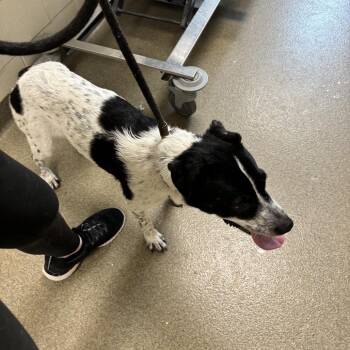 Penny -  Australian Cattle Dog Blue Heeler Dog for Adoption in Council Bluffs, Iowa - Penny | PetCurious