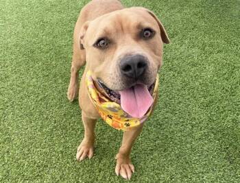 SCULLY -  American Staffordshire Terrier and Mixed Breed Dog for Adoption in Fort Lauderdale, Florida - SCULLY | PetCurious