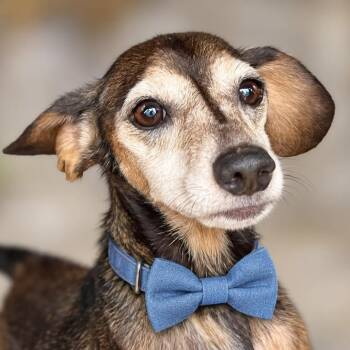 Jennings -  Dachshund Dog for Adoption in Boerne, Texas - Jennings | PetCurious