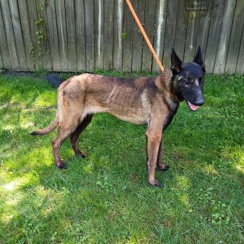 Belgian Shepherd Malinois Dogs Available for Adoption in Maynardville, Tennessee - Norris | PetCurious