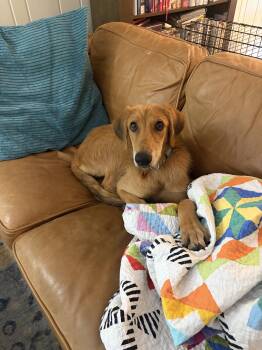 Toffee -  Doberman Pinscher and German Shepherd Dog Dog for Adoption in Bothell, Washington - Toffee | PetCurious