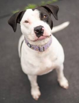 Cassidy -  Pit Bull Terrier Dog Available for Adoption in Stratham, New Hampshire - Cassidy | PetCurious