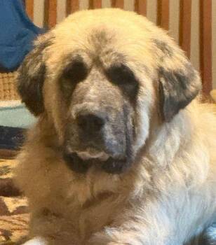 Anatolian Shepherd Dogs Available for Adoption in Larkspur, Colorado - JD | PetCurious