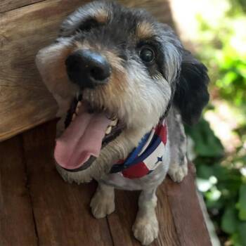 Mateo -  Schnauzer Dog for Adoption in Brownstown, Indiana - Mateo | PetCurious