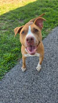 Rescue Pit Bull Terrier Dogs for Adoption in Providence, Rhode Island - Scarlet | PetCurious