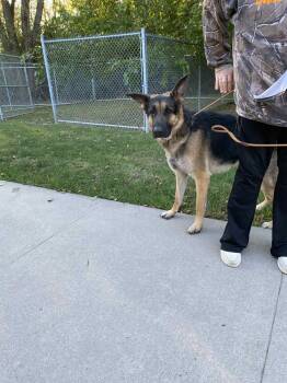 Rescue German Shepherd Dog Dogs for Adoption in Burlington, Iowa - Achilles | PetCurious