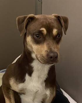 WARRIOR -  Black Mouth Cur Dog for Adoption in Clyde, North Carolina - WARRIOR | PetCurious