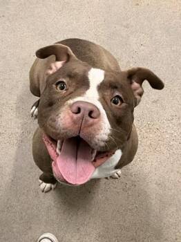 Pit Bull Terrier Dogs Available for Adoption - Ms Little Tail | PetCurious