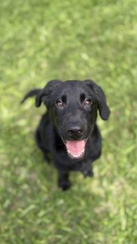 Black Labrador Retriever and Golden Retriever Dogs Available for Adoption in Austin, Texas - Wednesday | PetCurious