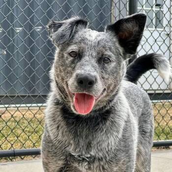 Cattle Dog Dogs Available for Adoption - Lunar | PetCurious