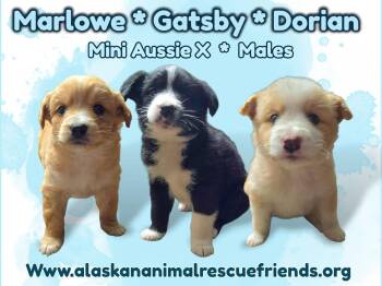 Australian Shepherd and Spaniel Dogs Available for Adoption in Anchorage, Alaska - Gatsby | PetCurious