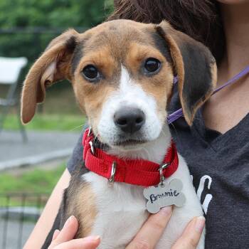 Brownie -  Beagle and Hound Dog for Adoption in Harrison, New York - Brownie | PetCurious
