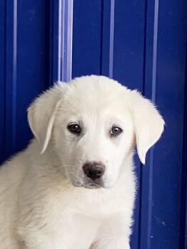 Great Pyrenees and Anatolian Shepherd Dogs Available for Adoption in Hartford, Kentucky - Juneau | PetCurious