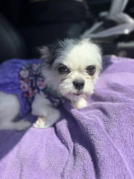 Milli Vanilli -  Shih Tzu and Chihuahua Dog for Adoption in Richmond, Texas - Milli Vanilli | PetCurious
